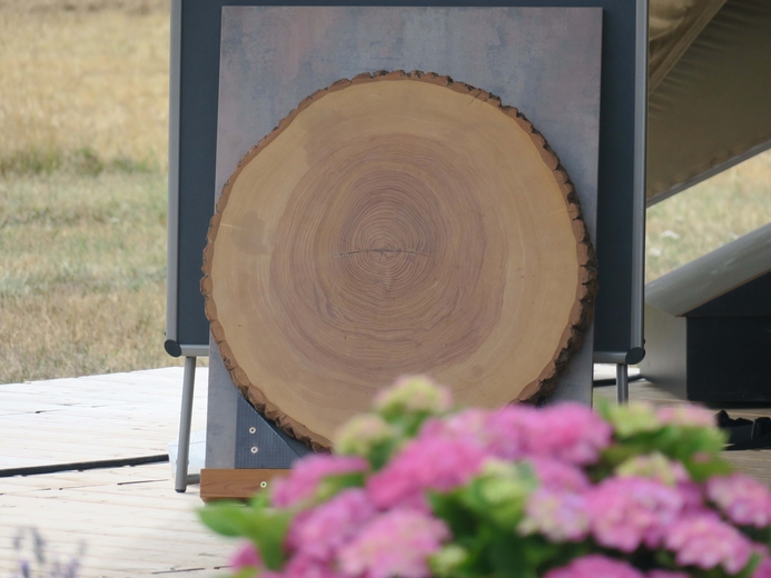 Baumscheibe einer Esche mit stattlichen 60 cm Durchmesser - Gottesdienst mit Baum-Aktion zur Themenwoche «Bäume und Pflanzen» auf der Landesgartenschau in Fulda.