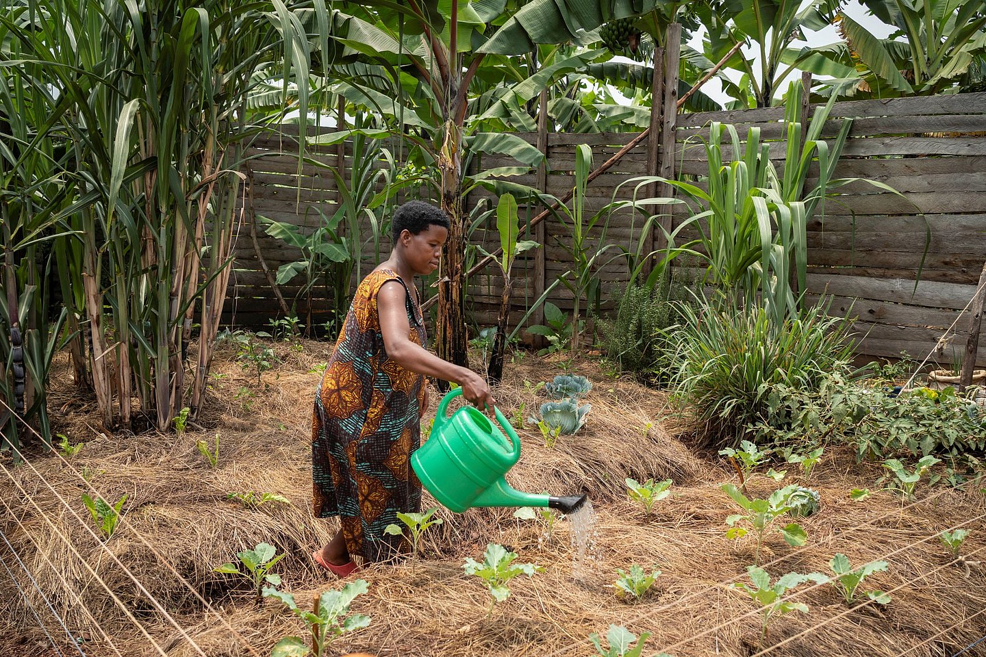 Joy Kamusiime (38), bewässert den Gemüsegarten ihres Hauses im Dorf Kikunda 1 im Distrikt Rwampara in Uganda.