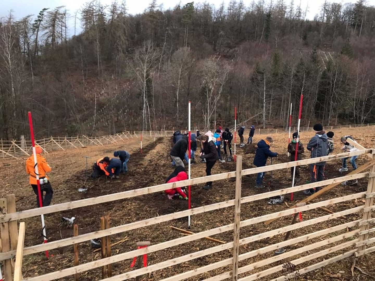Pflanzaktion der Schülerinnen und Schüler der Auenbergschule Bad Wildungen am 29.3.2023. (Quelle: Albus) 