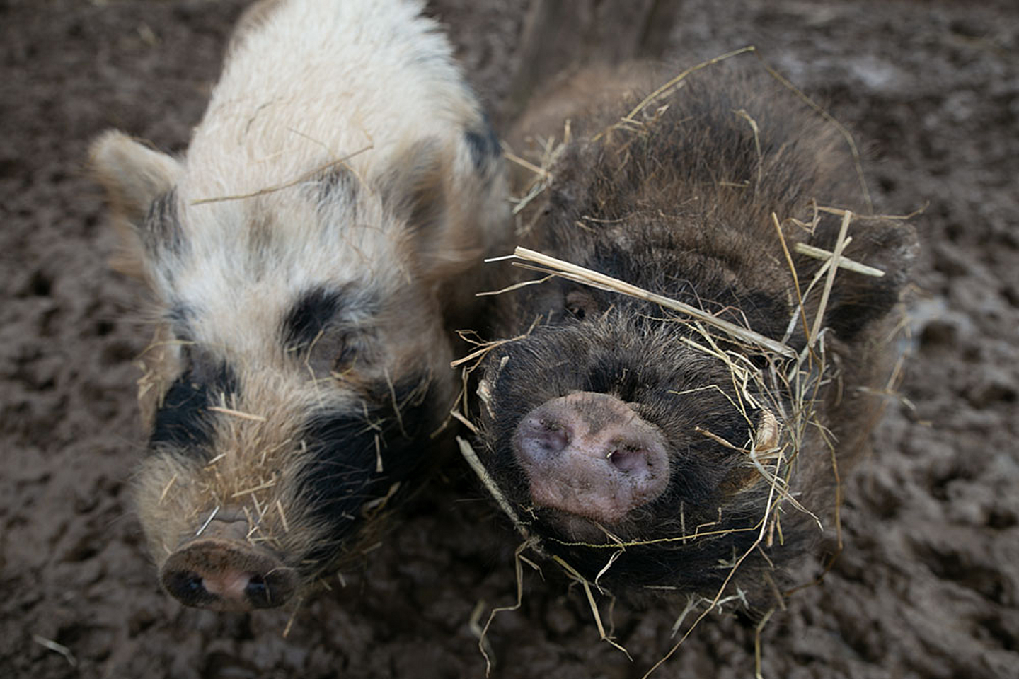 Die Schweine Pelle und Fred