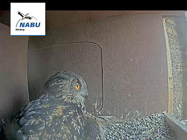 Blick in den Nistkasten mit Uhu-Weibchen Lisbeth im Südturm der Marburger Elisabethkirche. Am Rechten Bildrand sieht man den Livechat auf dem YouTube-Kanal des Nabu Marburg, in dem sich rege Nutzerinnen und Nutzer zum Geschehen austauschen. 