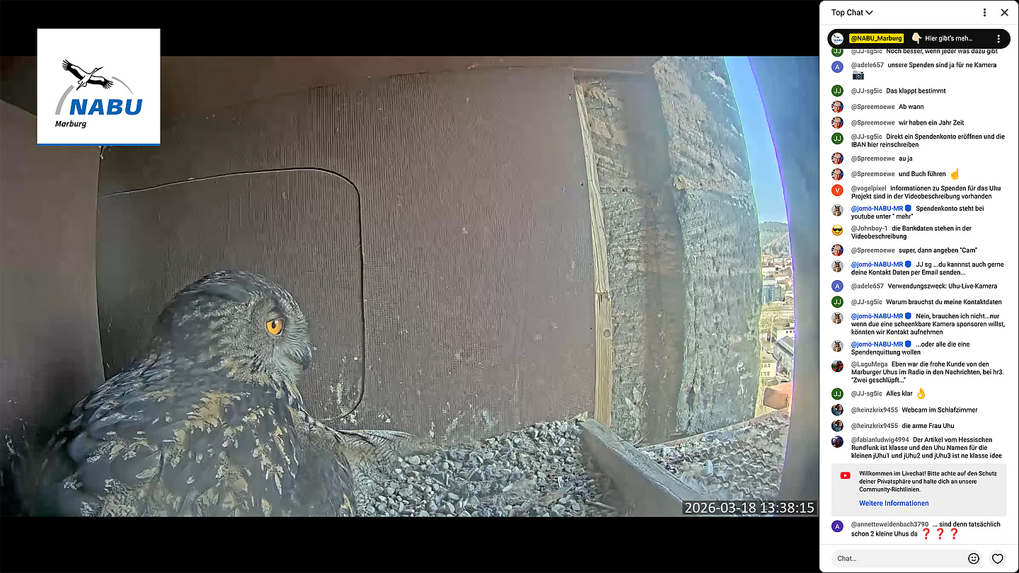 Blick in den Nistkasten mit Uhu-Weibchen Lisbeth im Südturm der Marburger Elisabethkirche. Am Rechten Bildrand sieht man den Livechat auf dem YouTube-Kanal des Nabu Marburg, in dem sich rege Nutzerinnen und Nutzer zum Geschehen austauschen. 