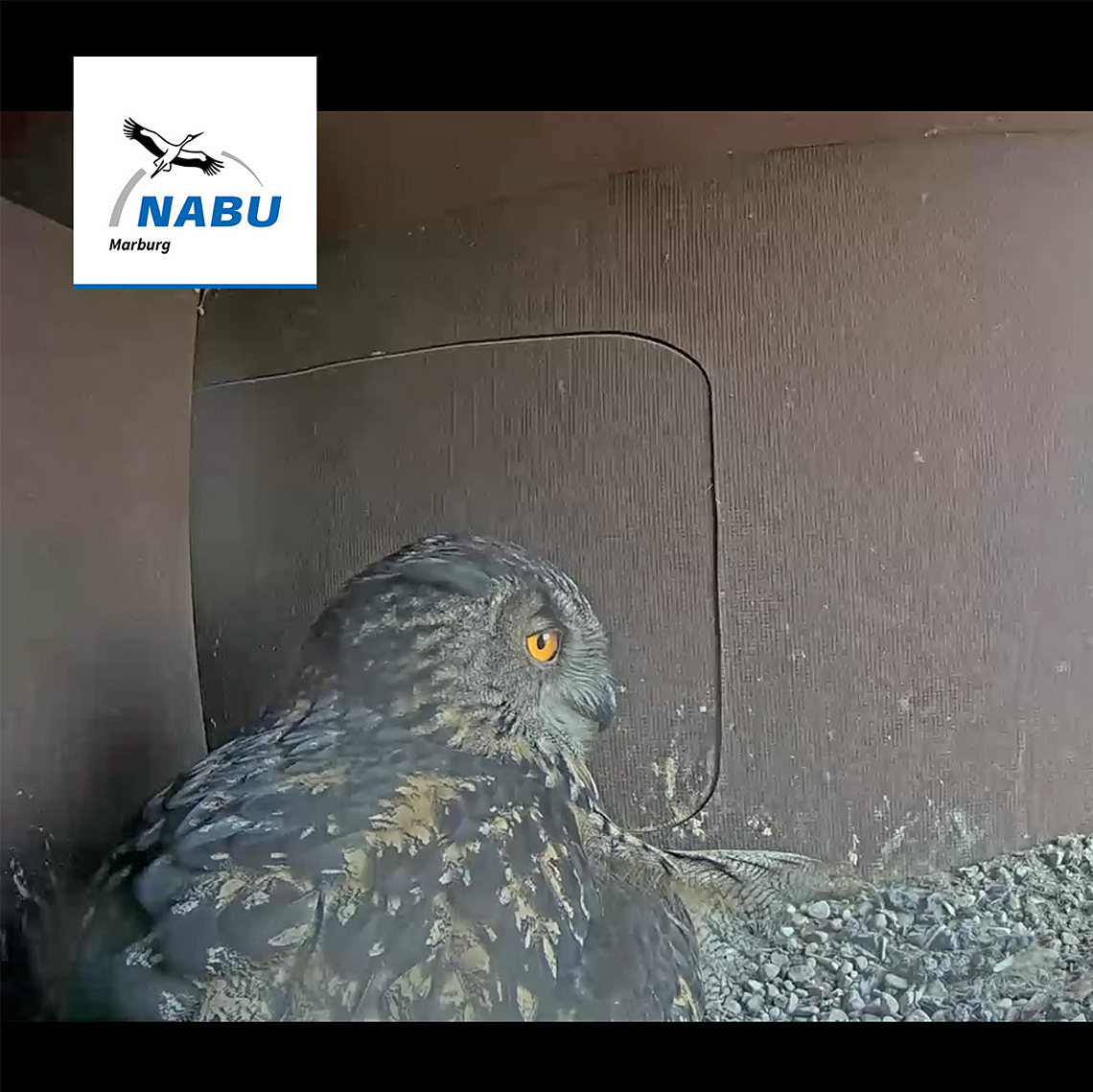 Blick in den Nistkasten mit Uhu-Weibchen Lisbeth im Südturm der Marburger Elisabethkirche. Am Rechten Bildrand sieht man den Livechat auf dem YouTube-Kanal des Nabu Marburg, in dem sich rege Nutzerinnen und Nutzer zum Geschehen austauschen. 