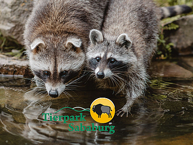 Zwei Waschbären sitzen am Wasser. Das Logo des Tierparks Sababurg ist mittig zu sehen. 