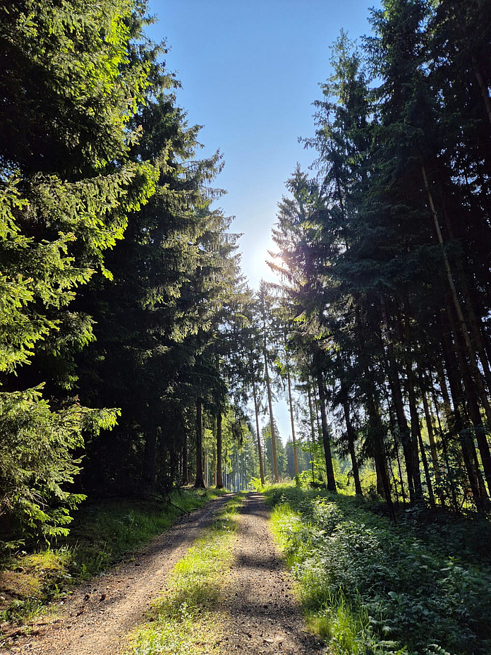 Weg durch den lichten Tannenwald. Foto: Sabrina Steinbach-Plett