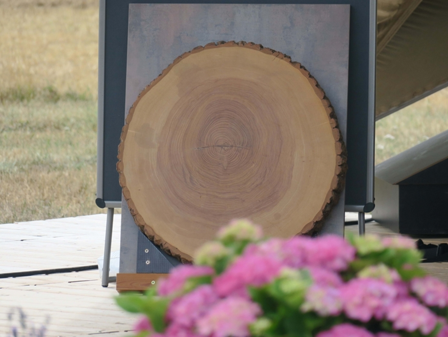 Baumscheibe einer Esche mit stattlichen 60 cm Durchmesser - Gottesdienst mit Baum-Aktion zur Themenwoche «Bäume und Pflanzen» auf der Landesgartenschau in Fulda.