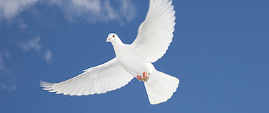 Das Bild der Taube für den Heiligen Geist geht in der Bibel auf das Matthäus-Evangelium zurück: «Und siehe, da tat sich ihm der Himmel auf, und er sah den Geist Gottes wie eine Taube herabfahren und über sich kommen.» (Mt 3,16; Abb.: Jona Gemeindefesival)