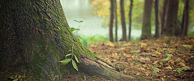 (Foto: Pixabay/Picography)