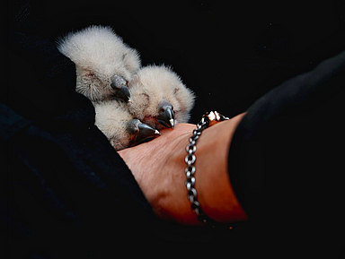 In Sicherheit: Die drei Jung-Uhus nach der Rettung aus dem Nistkasten im Südturm der Elisabethkirche
