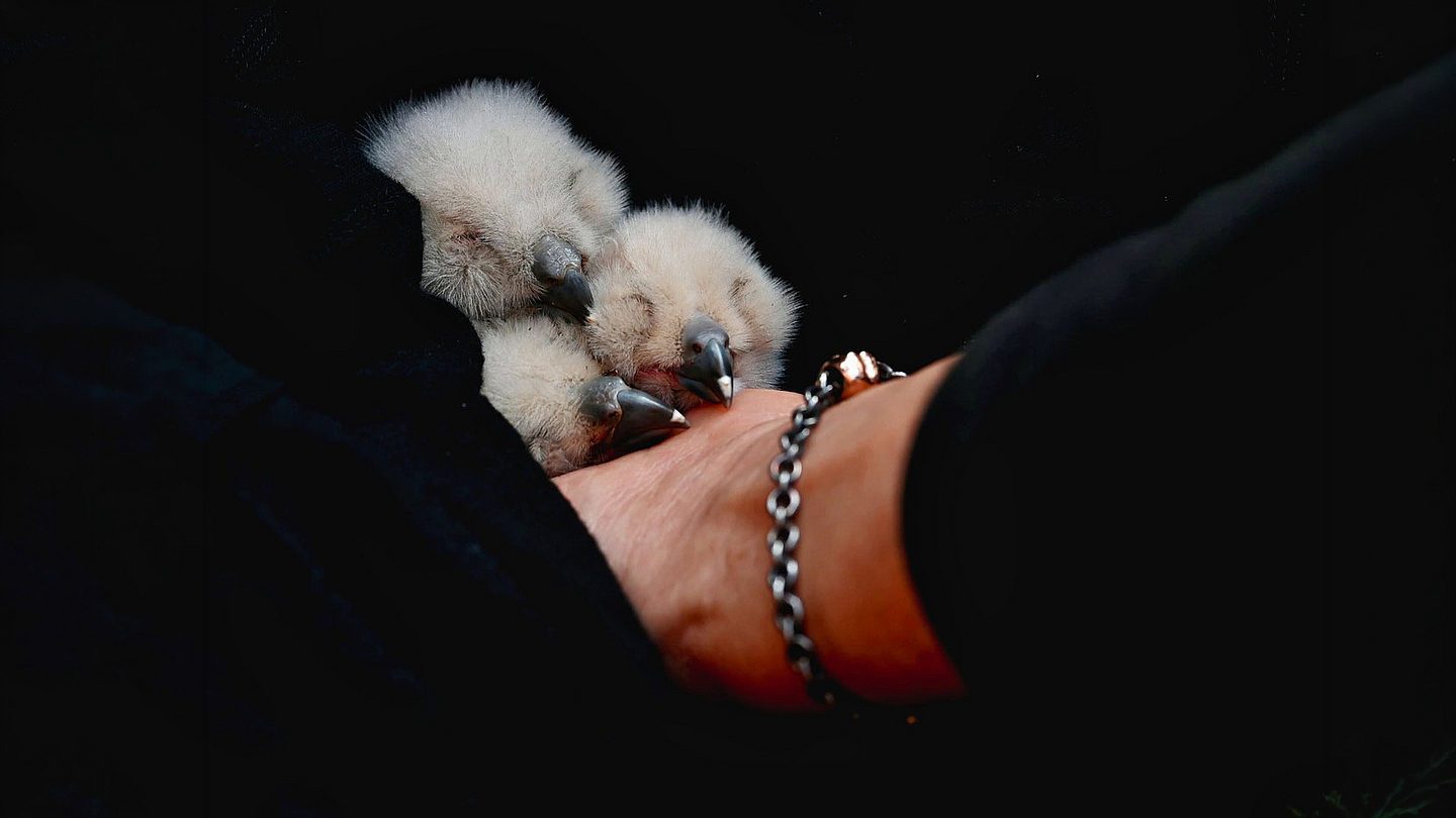 In Sicherheit: Die drei Jung-Uhus nach der Rettung aus dem Nistkasten im Südturm der Elisabethkirche