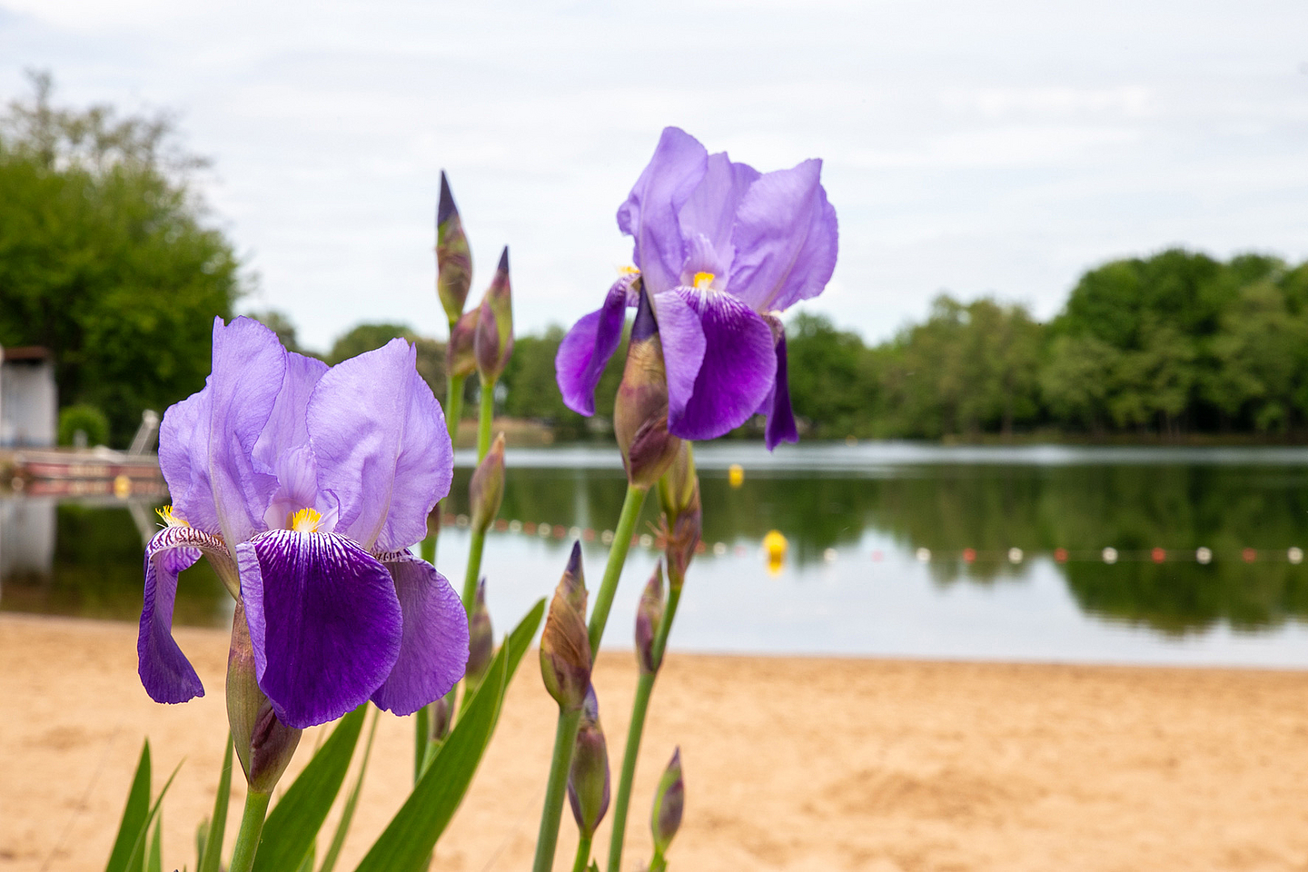 Blumen am Ufer des Bärensees