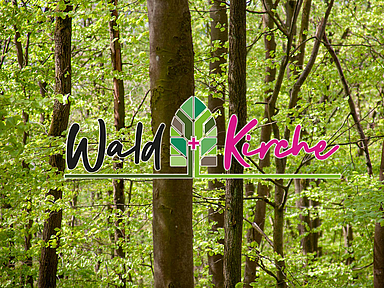 Überall in unseren Wäldern schlagen im Frühling gerade die Bäume ausund entwickeln Knospen udn Blätter. Unser Foto zeigt Bäume im nordhessischen Habichtswald.