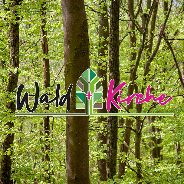 Überall in unseren Wäldern schlagen im Frühling gerade die Bäume ausund entwickeln Knospen udn Blätter. Unser Foto zeigt Bäume im nordhessischen Habichtswald.