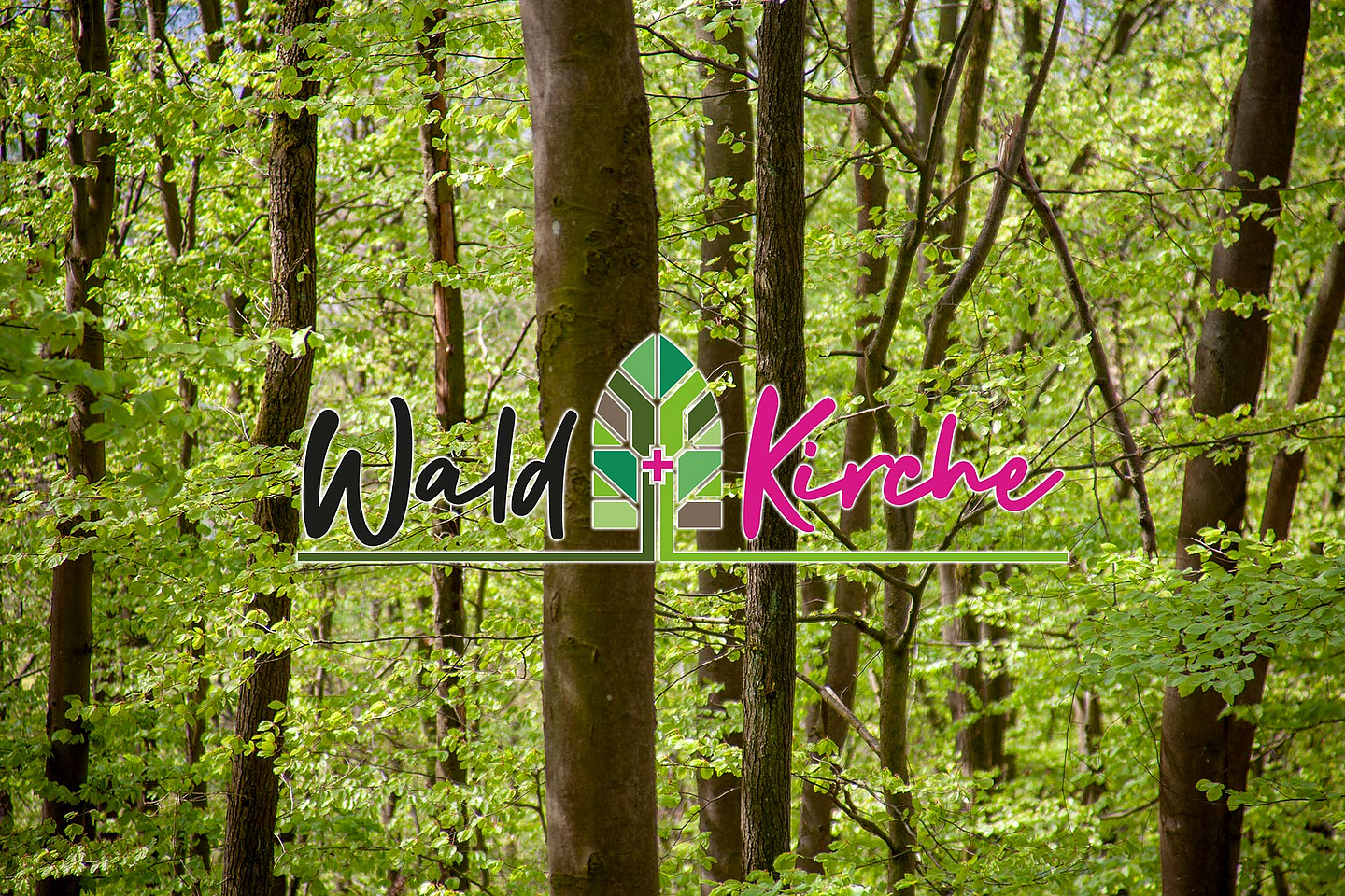 Überall in unseren Wäldern schlagen im Frühling gerade die Bäume ausund entwickeln Knospen udn Blätter. Unser Foto zeigt Bäume im nordhessischen Habichtswald.