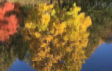 Herbstlicher Baum, der sich im Wasser spiegelt.