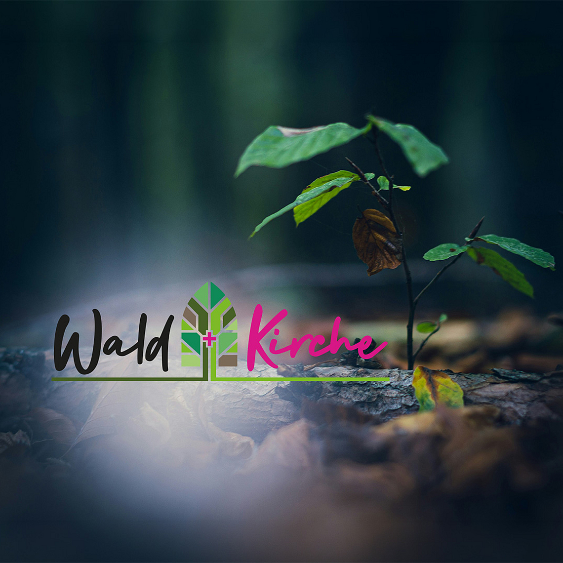 Das Foto zeigt einen Baumsetzling, der auf dem Waldboden zwischen Laub wächst.