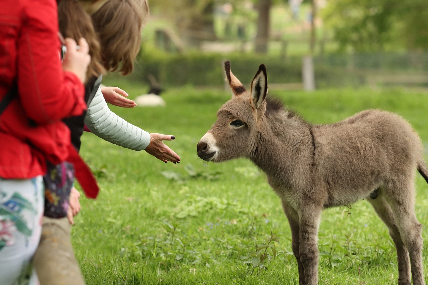 Im Tierpark Sababurg kann man den Tieren ganz nahe kommen.