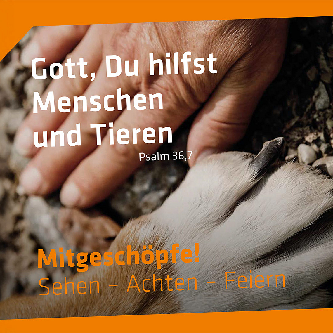 Eine menschliche Hand berührt sanft die Pfote eines Tieres, vermutlich eines Hundes. Beide liegen auf einem steinigen Untergrund. Der Hintergrund ist teilweise mit orangefarbenen geometrischen Formen überlagert. Auf dem Bild steht der Text: „Gott, Du hilfst Menschen und Tieren – Psalm 36,7“ sowie „Mitgeschöpfe! Sehen – Achten – Feiern“.