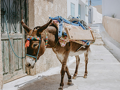 Esel, der an einem Haus angebunden ist