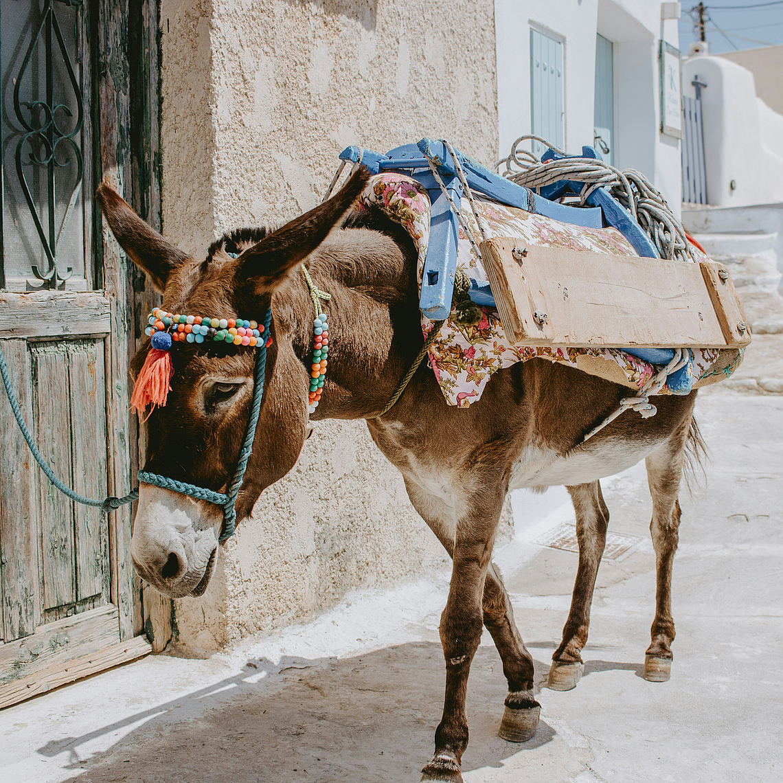 Esel, der an einem Haus angebunden ist