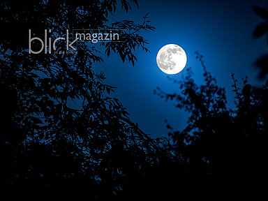 Der Mond scheint durch Blätter und Äste eines Baums