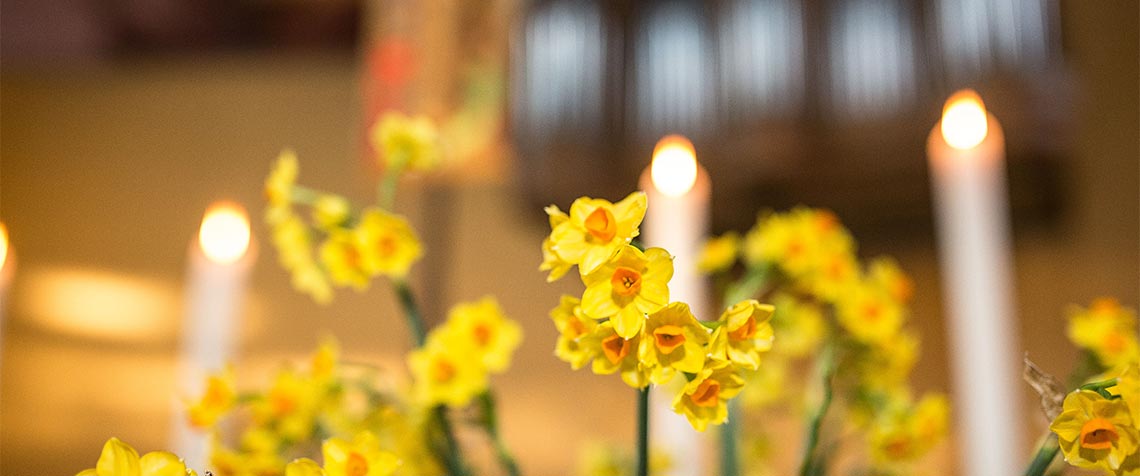 Feierlich geschmückter Altar mit Osterglocken in der Friedenskirche in Kassel. (Foto: medio.tv/Schauderna)