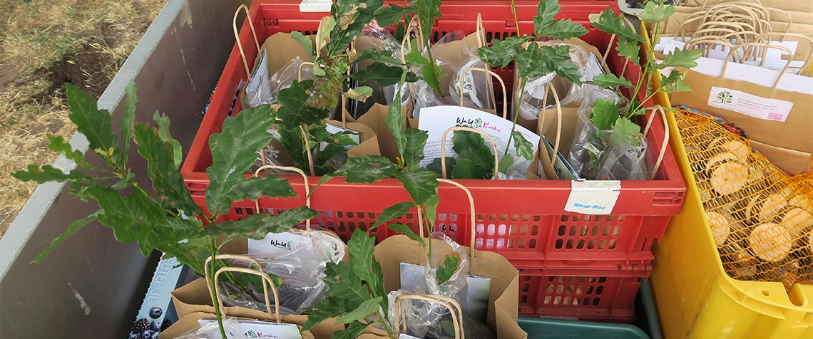 Forstamtsleiter i.R. Manfred Albus hatte 300 junge Eichen-Setzlinge nach Fulda nitgebracht. Die Besucherinnen und Besucher des Gottesdienstes waren eingeladen, dieses Geschenk mit nach Hause zu nehmen und die kleinen Bäume an ihren Heimatorten einzupflanzen. (Fotos: privat)