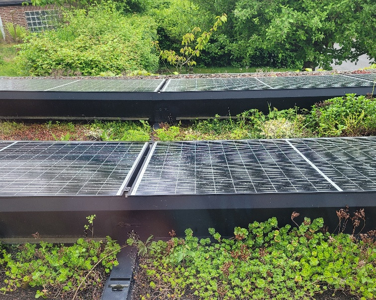 Eine Photovoltaik-Anlage auf einem Dach, auf dem sich die Begrünung immer weiter auswächst. Foto: Susanne Rappe-Weber