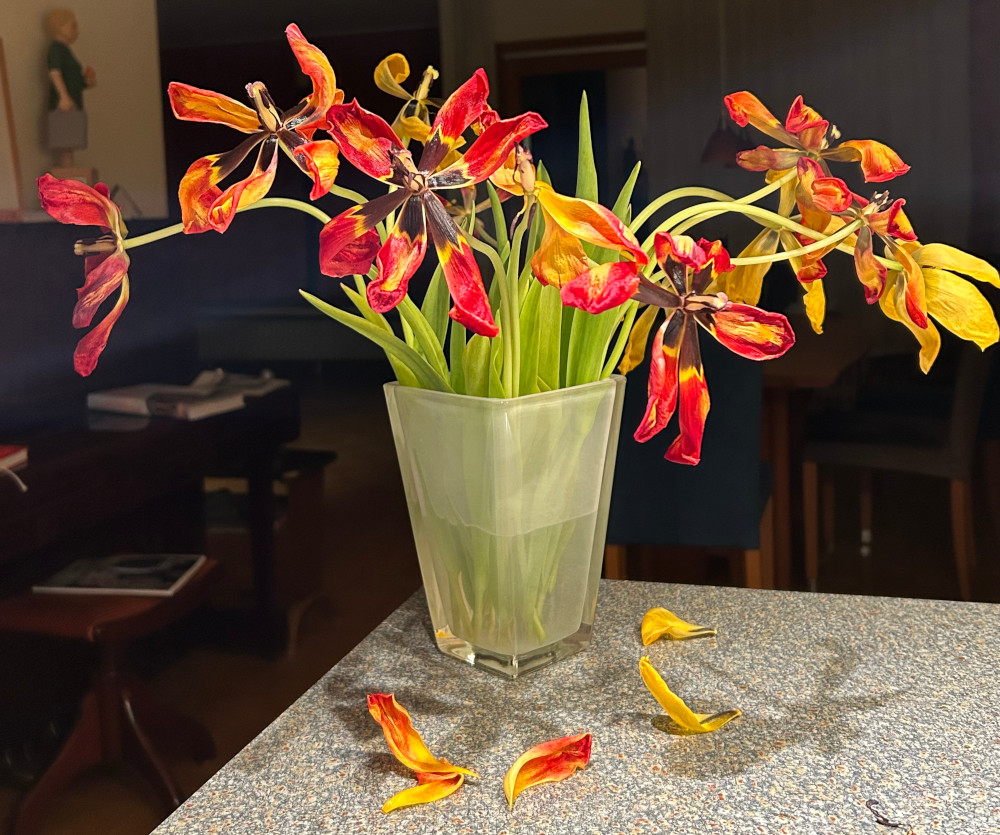 Ein verblühter Strauß Tulpen in Rot-Orange-Gelb-Tönen: "Vergängliche Schönheit - die Schönheit der Vergänglichkeit." Foto: Benjamin Schäfer