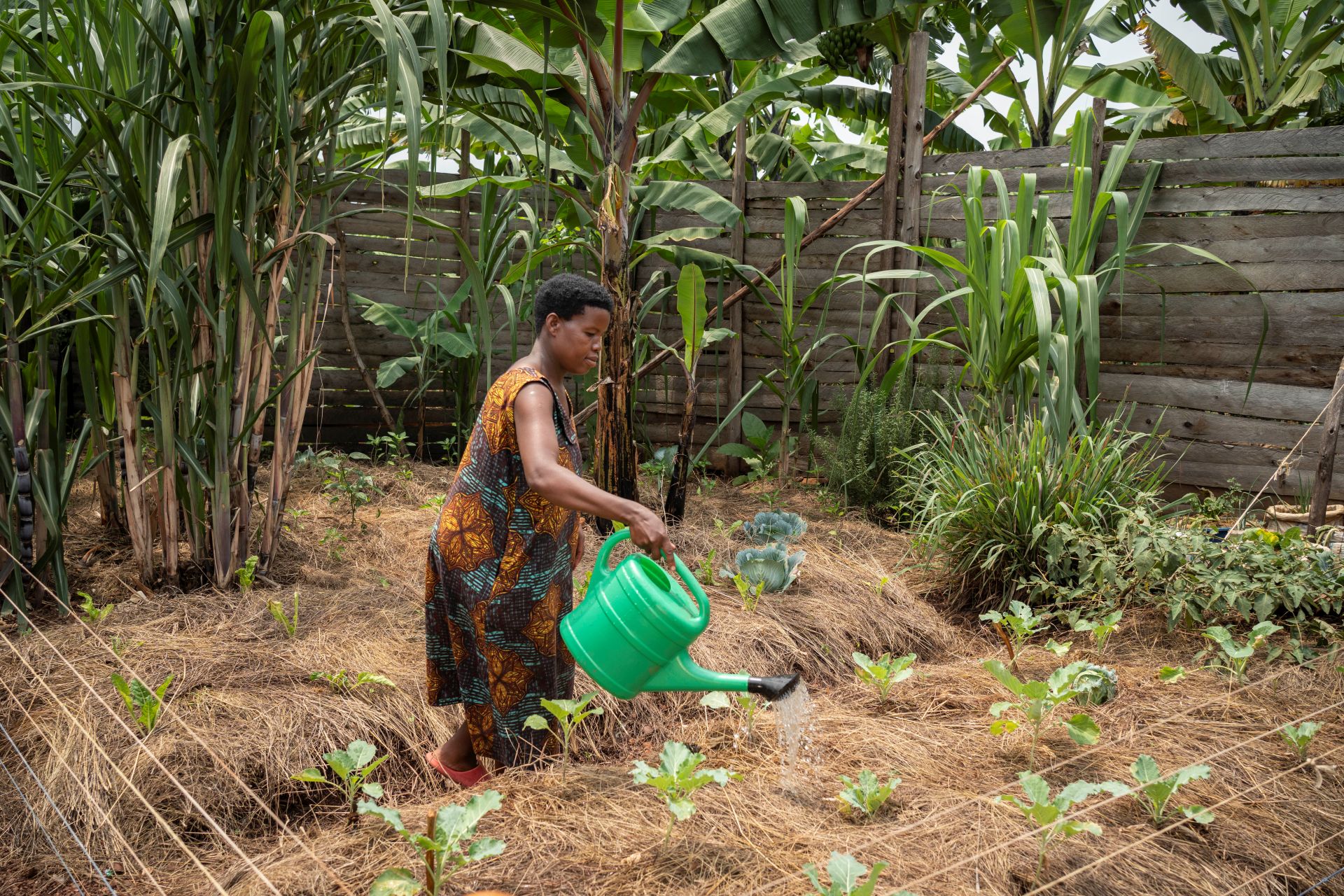 Joy Kamusiime (38), bewässert den Gemüsegarten ihres Hauses im Dorf Kikunda 1 im Distrikt Rwampara in Uganda.