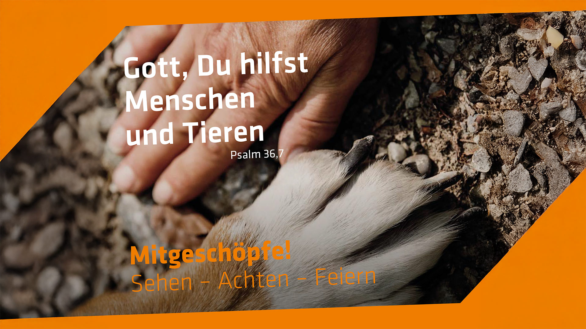 Schöpfungstag 2025: Mensch und Tier im Fokus