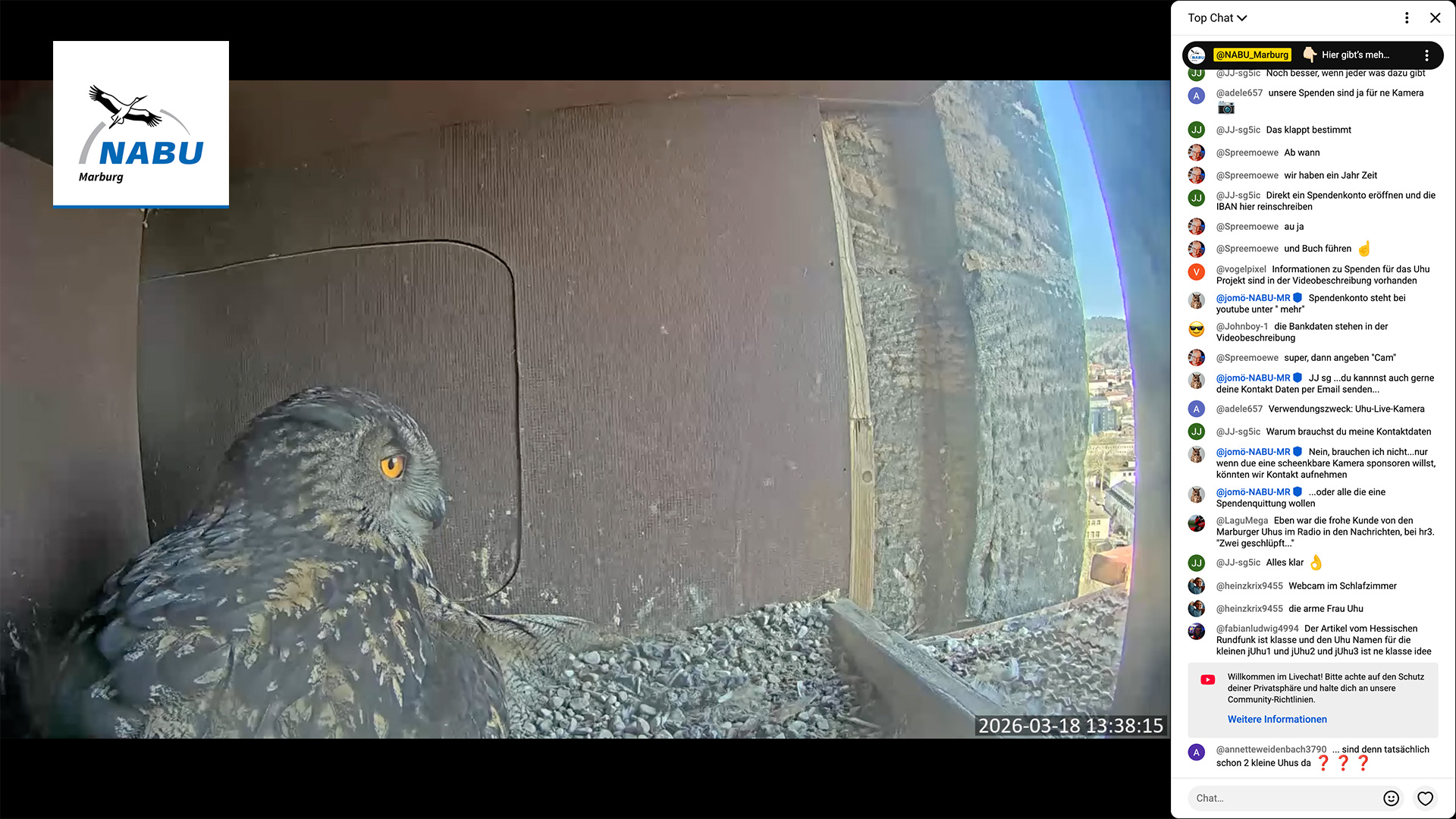 Marburger Uhu: Erstes Küken geschlüpft