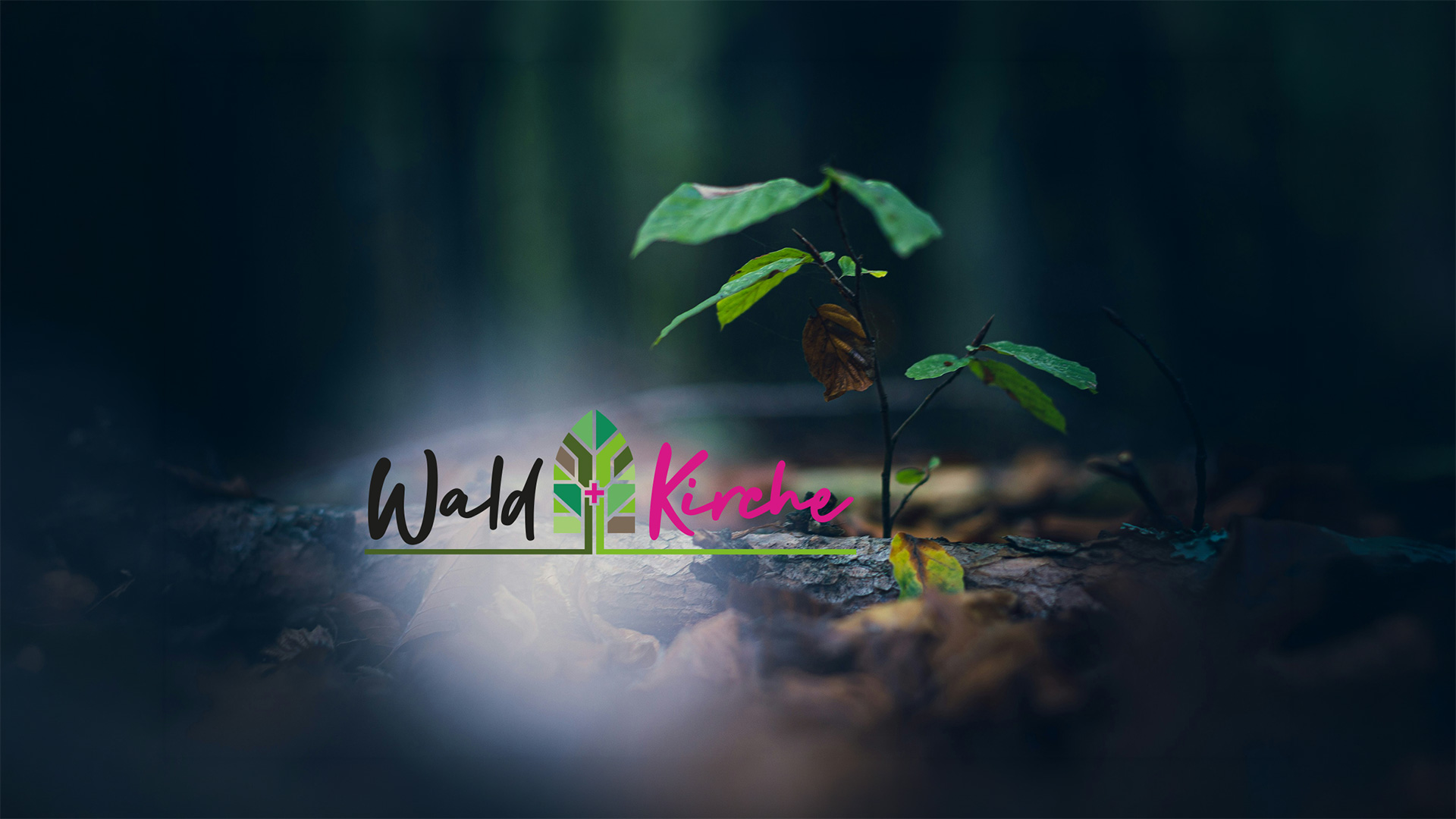 Konfi‑Aktion zum Tag des Waldes 2026