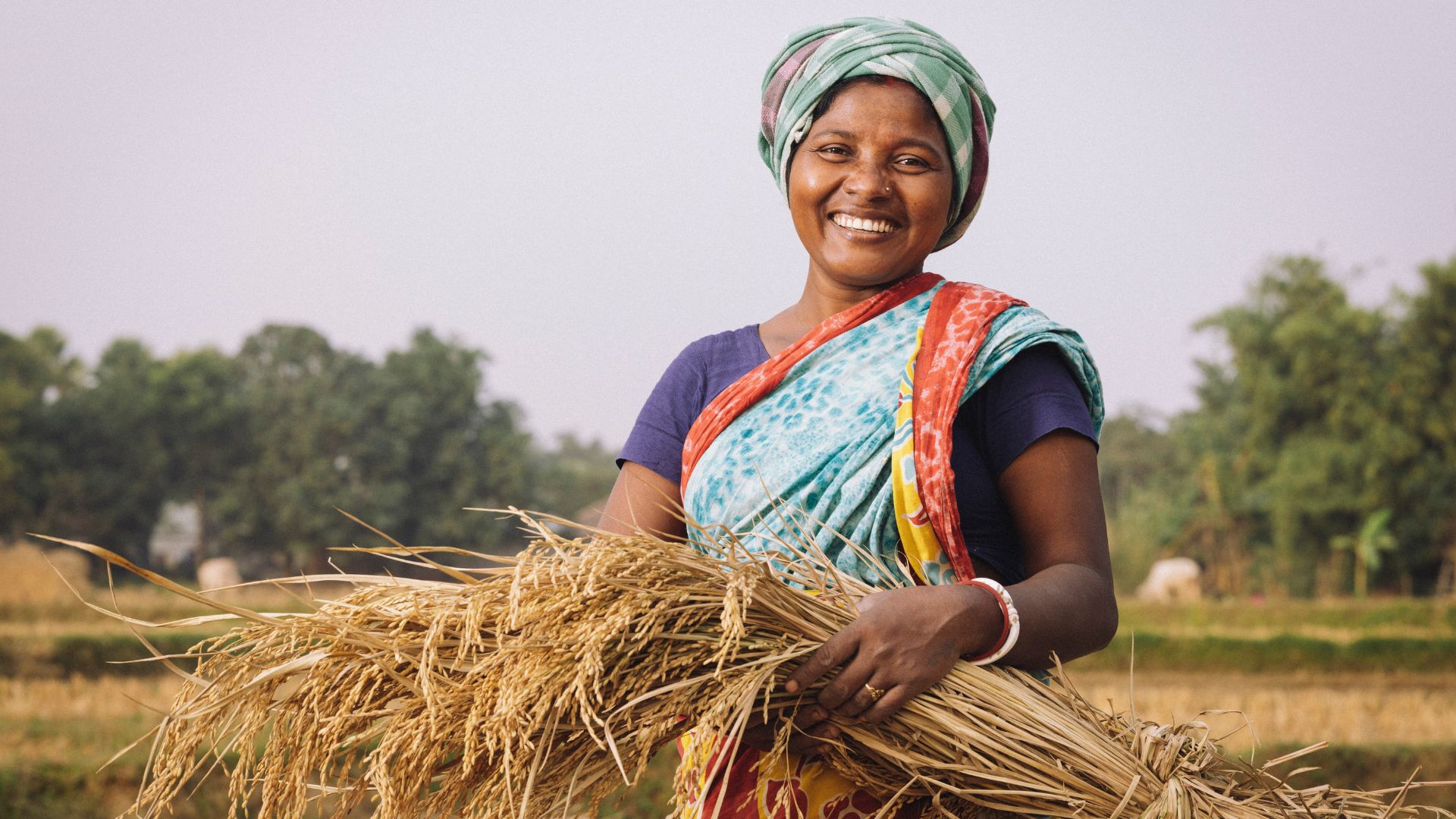 Indigene Kleinbäuerin in Bangladesch bei der Reisernte.